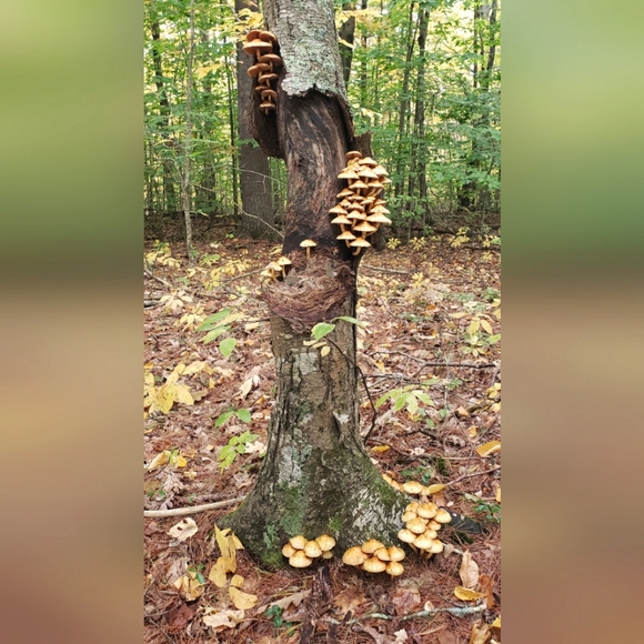 🌹Live with LoVe🌹 - Picture 8 of 10